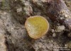 hovník dřevní (Houby), Ascobolus lignatilis (Fungi)